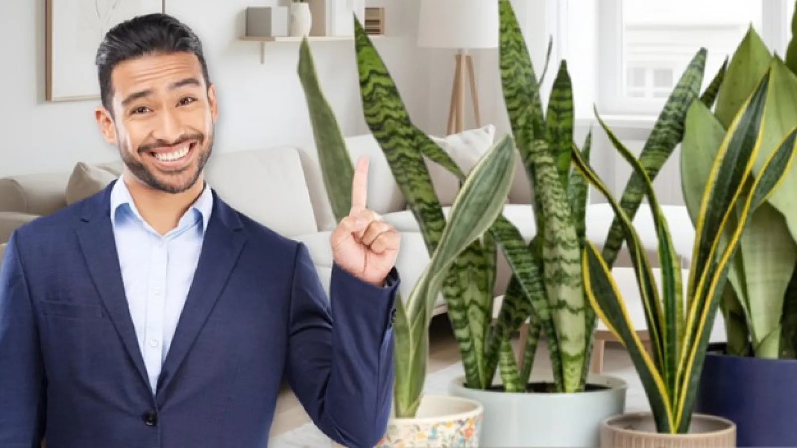 Ilustrasi untuk Tanaman Penyerap Debu: Solusi Alami untuk Rumah Lebih Bersih dan Sehat